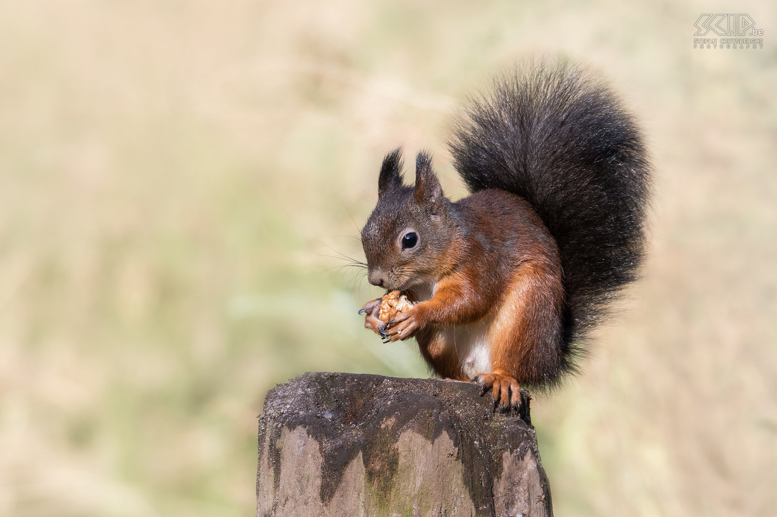 Eekhoorn met zwarte staart De eekhoorn in West-Europa is de rode eekhoorn (Sciurus vulgaris) maar qua kleur variëren ze van roodbruin tot grijs of zwart. De onderbuik is wit. Stefan Cruysberghs